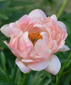 Roots Plants Peony 'Coral Charm' 12 Roots Plants Peony 'Coral Charm'