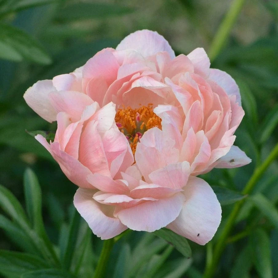 Roots Plants Peony 'Coral Charm' 7 Roots Plants Peony 'Coral Charm'