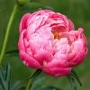 Roots Plants Peony 'Coral Charm' 2 Roots Plants Peony 'Coral Charm'