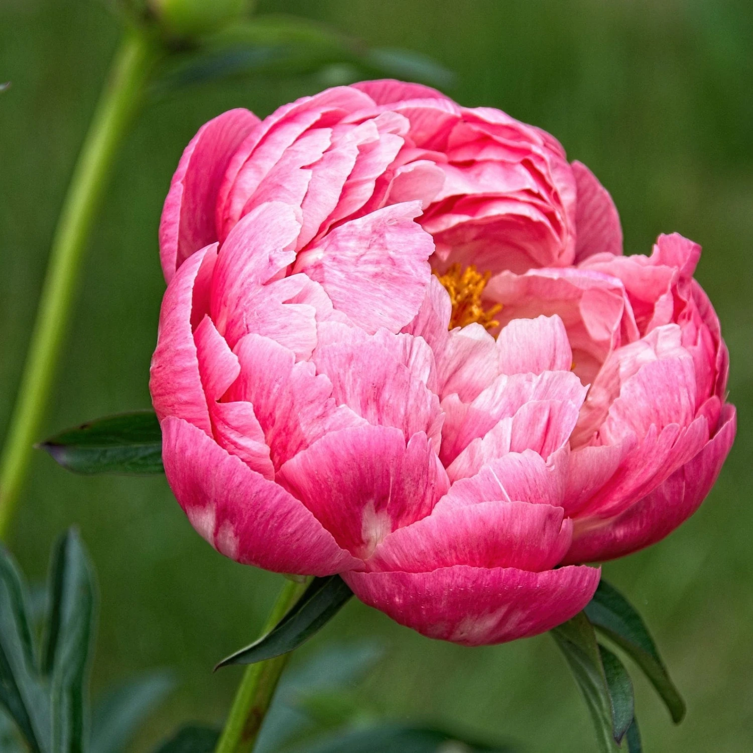 Roots Plants Peony 'Coral Charm' 3 Roots Plants Peony 'Coral Charm'