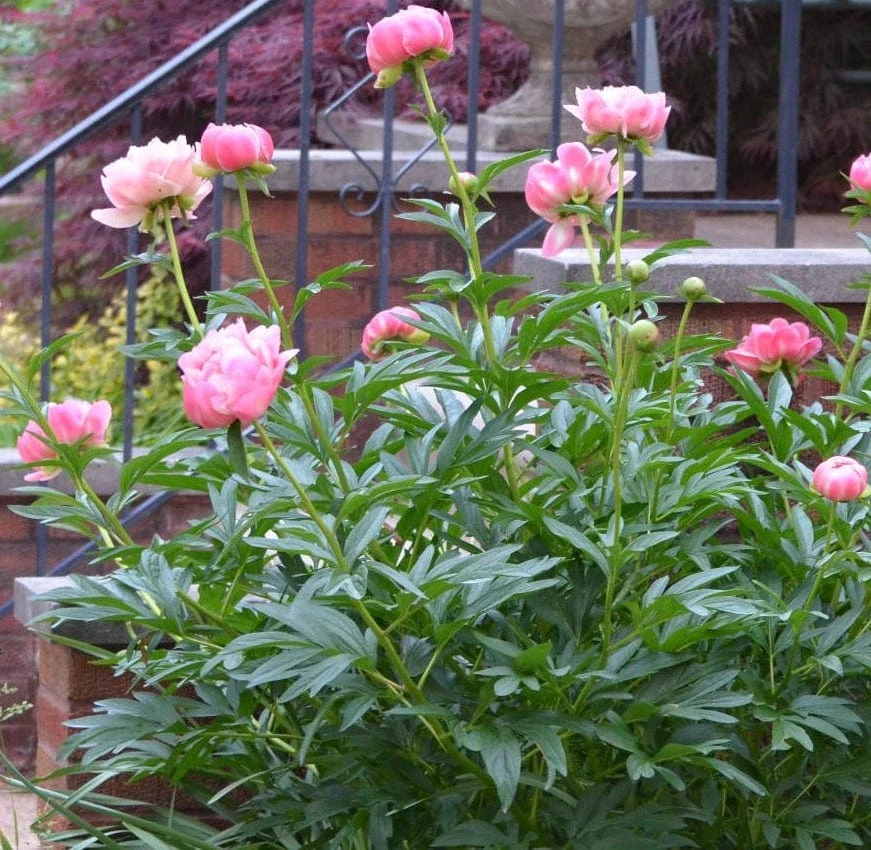 Roots Plants Peony 'Coral Charm' 5 Roots Plants Peony 'Coral Charm'