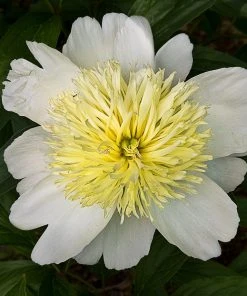 Roots Plants Perennials Peony 'Honey Gold'