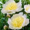 Roots Plants Perennials Peony 'Honey Gold' 2 Roots Plants Perennials Peony 'Honey Gold'