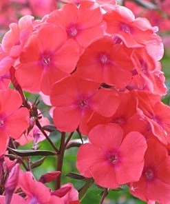 Roots Plants Phlox 'Sweet Summer Orange Rose' Perennials