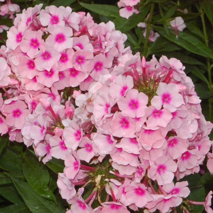 Roots Plants Phlox 'Sweet Summer Soft Pink' Perennials 4 Roots Plants Phlox 'Sweet Summer Soft Pink' Perennials