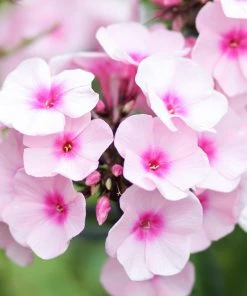 Roots Plants Phlox 'Sweet Summer Soft Pink' Perennials