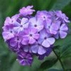 Roots Plants Phlox 'Sweet Summer Violet White'