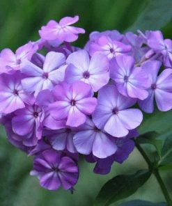 Roots Plants Phlox 'Sweet Summer Violet White'