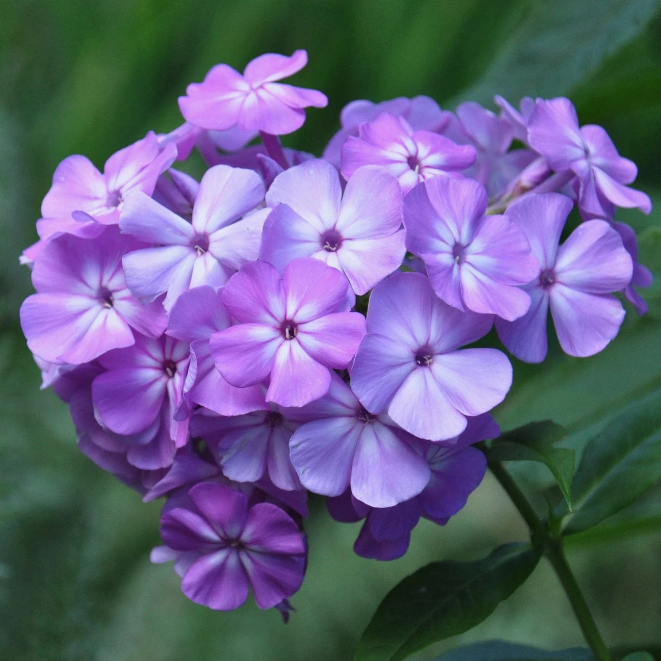 Roots Plants Phlox 'Sweet Summer Violet White' 3 Roots Plants Phlox 'Sweet Summer Violet White'