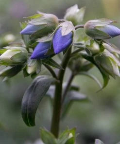 Roots Plants Polemonium 'Bressingham Purple' Perennials