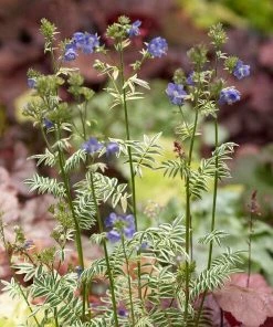 Roots Plants Polemonium 'Brise D'Anjou'
