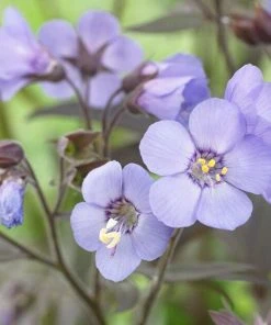 Roots Plants Polemonium 'Heaven Scent'