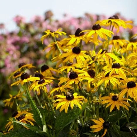 Roots Plants Rudbeckia 'Little Goldstar' Perennials 6 Roots Plants Rudbeckia 'Little Goldstar' Perennials