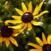 Roots Plants Rudbeckia 'Little Goldstar' Perennials