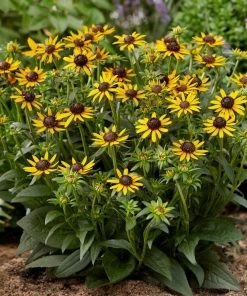 Roots Plants Rudbeckia 'Little Goldstar' Perennials 9 Roots Plants Rudbeckia 'Little Goldstar' Perennials