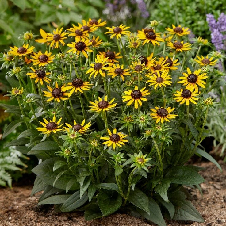 Roots Plants Rudbeckia 'Little Goldstar' Perennials 5 Roots Plants Rudbeckia 'Little Goldstar' Perennials