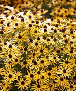 Roots Plants Rudbeckia 'Little Goldstar' Perennials 11 Roots Plants Rudbeckia 'Little Goldstar' Perennials