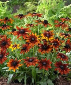 Roots Plants Perennials Rudbeckia 'Summerina Orange' 7 Roots Plants Perennials Rudbeckia 'Summerina Orange'