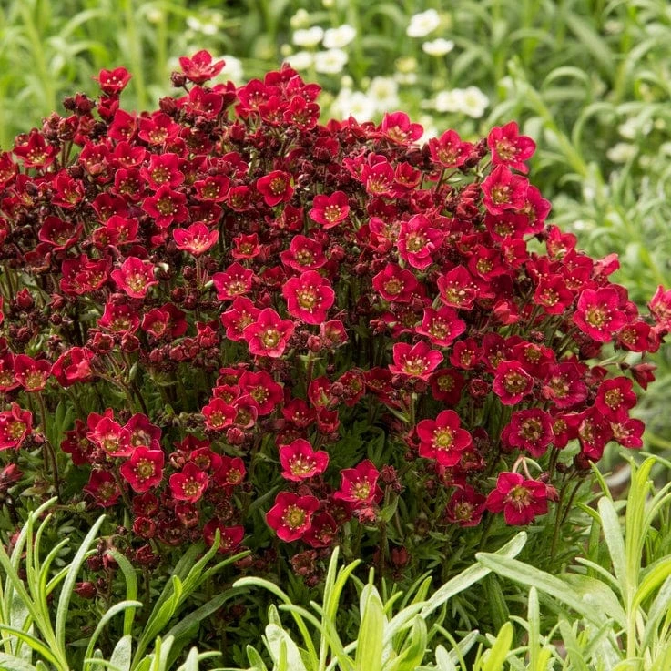 Roots Plants Saxifraga 'Alpino Deep Rose' Perennials 3 Roots Plants Saxifraga 'Alpino Deep Rose' Perennials