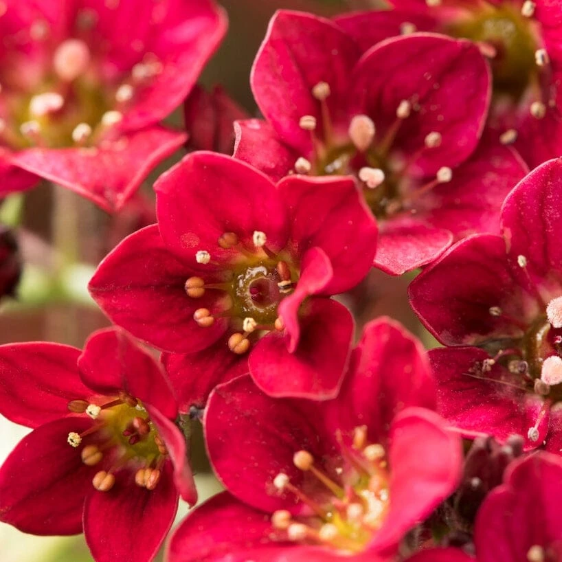 Roots Plants Saxifraga 'Alpino Deep Rose' Perennials 4 Roots Plants Saxifraga 'Alpino Deep Rose' Perennials