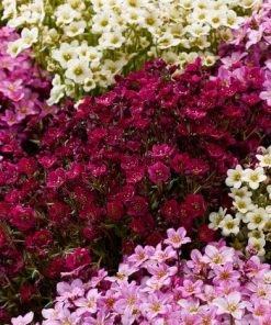 Roots Plants Saxifraga 'Alpino Deep Rose' Perennials 7 Roots Plants Saxifraga 'Alpino Deep Rose' Perennials