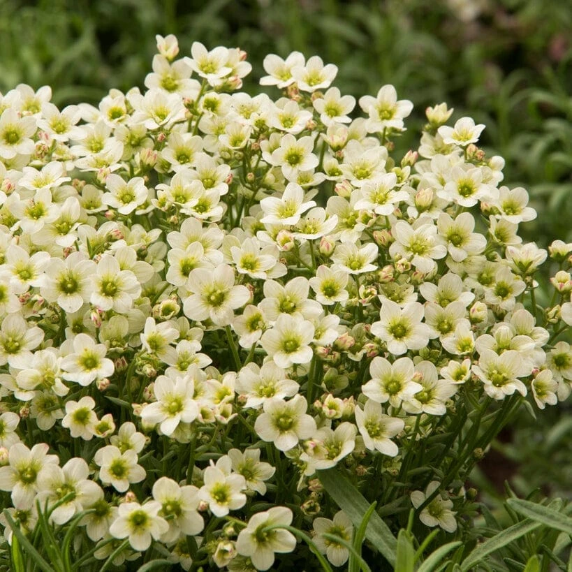 Roots Plants Saxifraga 'Touran Limegreen' 3 Roots Plants Saxifraga 'Touran Limegreen'