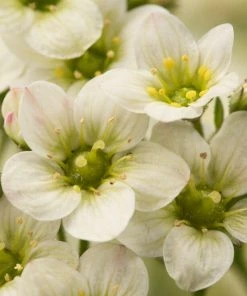 Roots Plants Saxifraga 'Touran Limegreen'