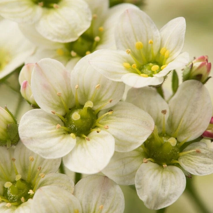 Roots Plants Saxifraga 'Touran Limegreen' 4 Roots Plants Saxifraga 'Touran Limegreen'