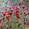Roots Plants Perennials Saxifraga 'Touran Red' 2 Roots Plants Perennials Saxifraga 'Touran Red'