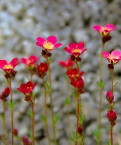 Roots Plants Perennials Saxifraga 'Touran Red'