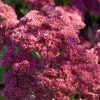 Roots Plants Sedum 'Rose Carpet'