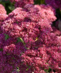Roots Plants Sedum 'Rose Carpet'