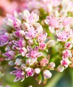 Roots Plants Sedum 'Sunsparkler Lime Zinger' Perennials
