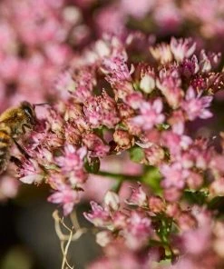 Roots Plants Sedum 'Sunsparkler Lime Zinger' Perennials