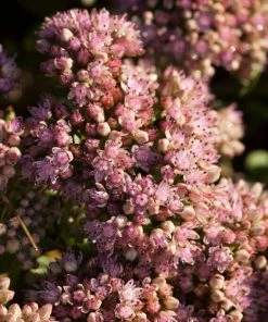 Roots Plants Sedum 'Sunsparkler Lime Zinger' Perennials