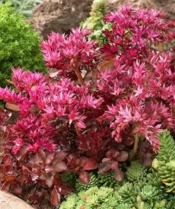 Roots Plants Sedum 'Sunsparkler Wildfire'