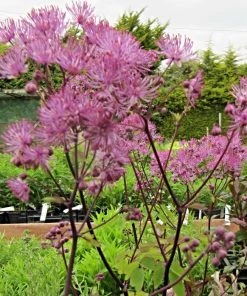 Roots Plants Thalictrum 'Black Stockings'