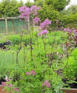 Roots Plants Thalictrum 'Black Stockings'