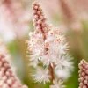 Roots Plants Perennials Tiarella 'Pink Skyrocket'