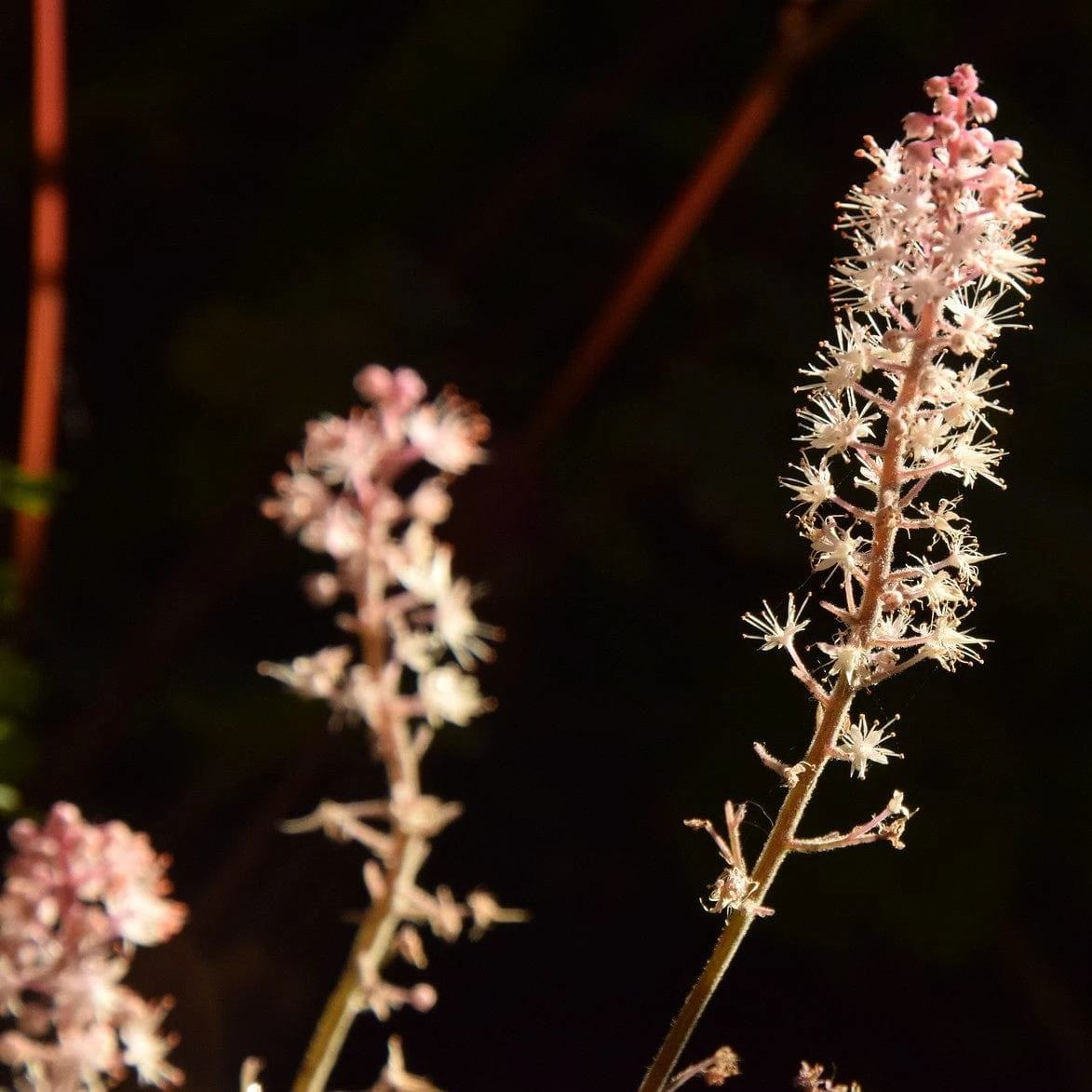 Roots Plants Perennials Tiarella 'Pink Skyrocket' 4 Roots Plants Perennials Tiarella 'Pink Skyrocket'