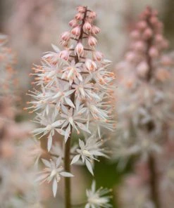 Roots Plants Tiarella 'Spring Symphony' Perennials