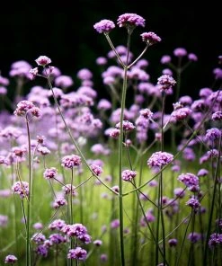 Roots Plants Verbena Bonariensis