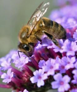 Roots Plants Verbena Bonariensis 8 Roots Plants Verbena Bonariensis