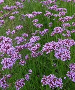 Roots Plants Verbena Bonariensis 9 Roots Plants Verbena Bonariensis