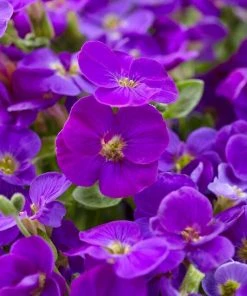 Roots Plants Perennials Aubrieta 'Katie Blue'