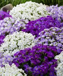 Roots Plants Perennials Aubrieta 'Katie Blue'