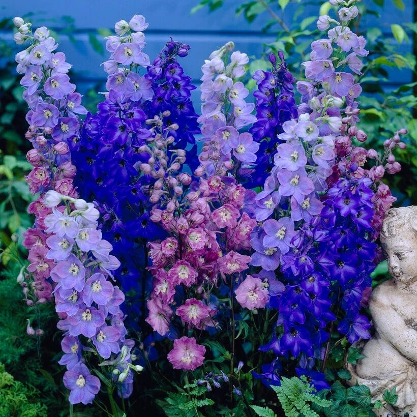 Roots Plants Delphinium 'Magic Fountains Mixed' Perennials 3 Roots Plants Delphinium 'Magic Fountains Mixed' Perennials