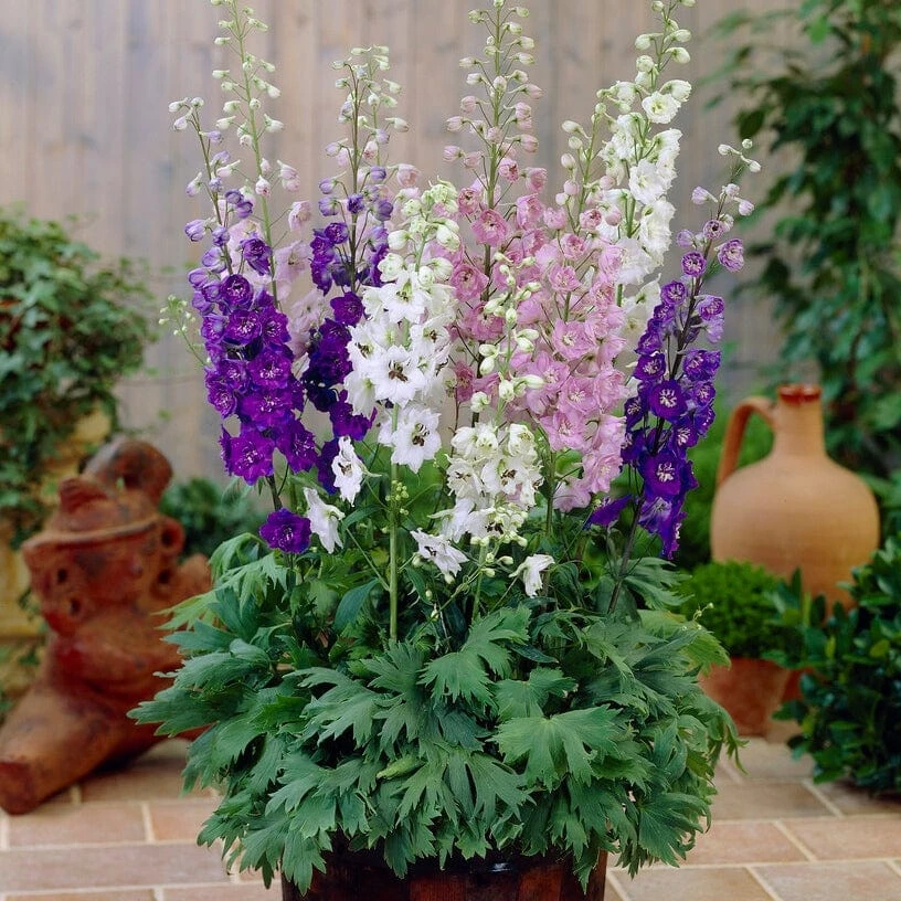 Roots Plants Delphinium 'Magic Fountains Mixed' Perennials 4 Roots Plants Delphinium 'Magic Fountains Mixed' Perennials