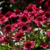 Roots Plants Perennials Echinacea 'Delicious Candy'