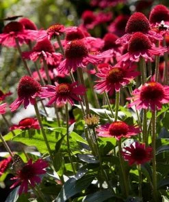 Roots Plants Perennials Echinacea 'Delicious Candy'